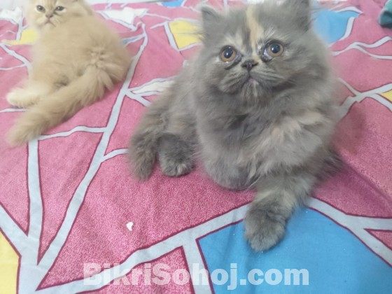 Persian Kittens